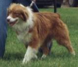 Halyska Du Domaine De La Camosciara