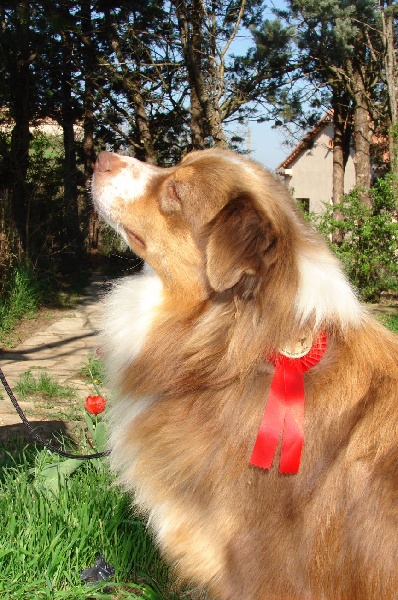 CH. Best in show Du Domaine De La Camosciara