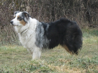 Voltige Du Domaine De La Camosciara