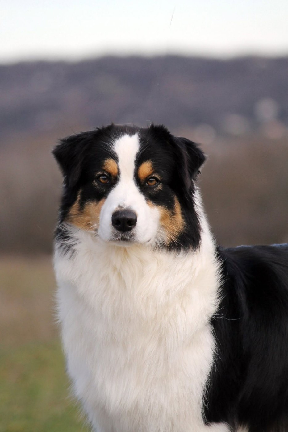 Nous attendons des chiots pour Juillet !