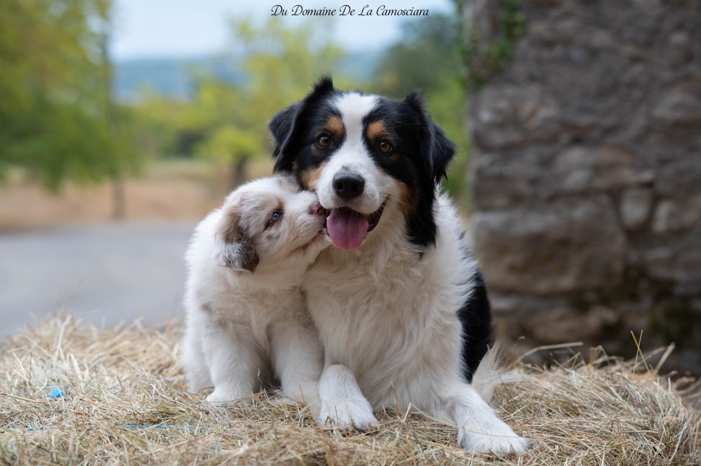 Tous nos chiots sont réservés !