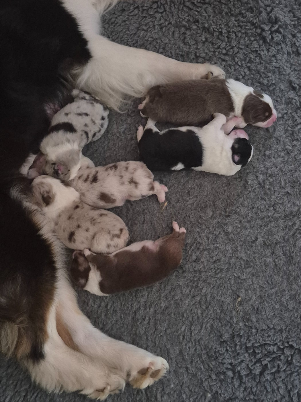 Du Domaine De La Camosciara - Chiots disponibles - Berger Australien