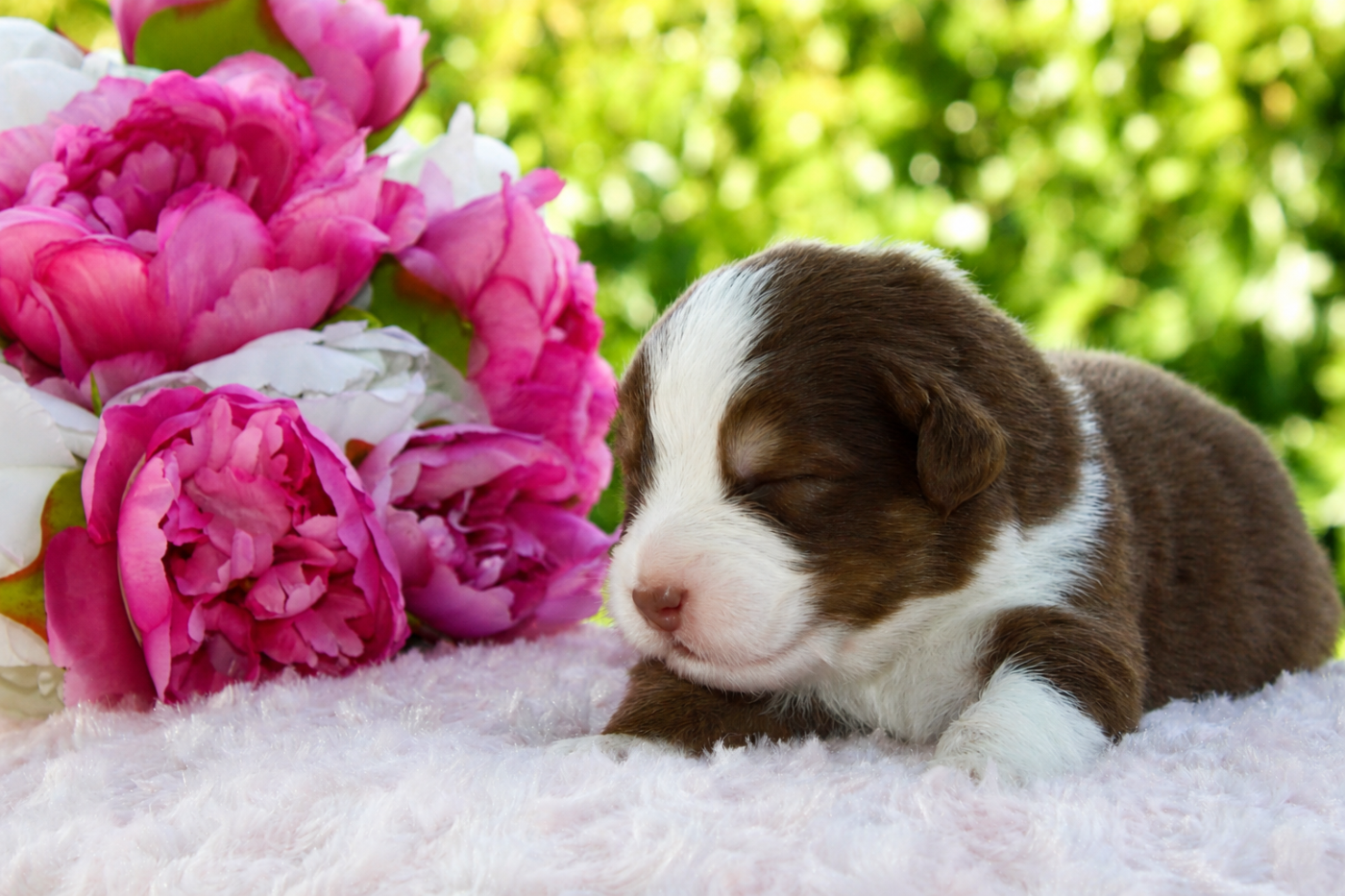 Du Domaine De La Camosciara - Chiots disponibles - Berger Australien