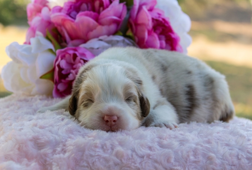 Du Domaine De La Camosciara - Chiots disponibles - Berger Australien