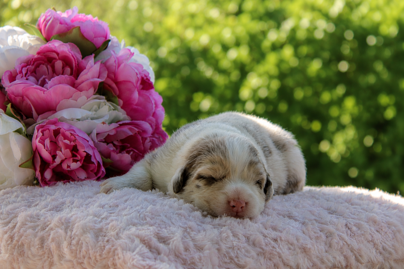 Du Domaine De La Camosciara - Chiots disponibles - Berger Australien