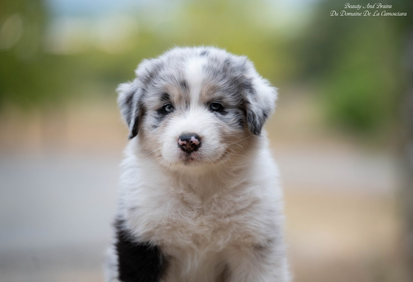 Du Domaine De La Camosciara - Chiots disponibles - Berger Australien