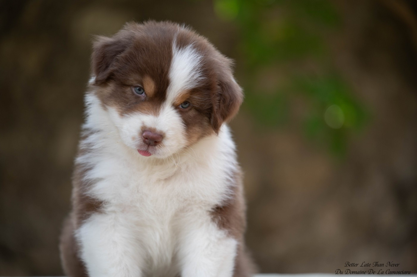 Du Domaine De La Camosciara - Chiots disponibles - Berger Australien