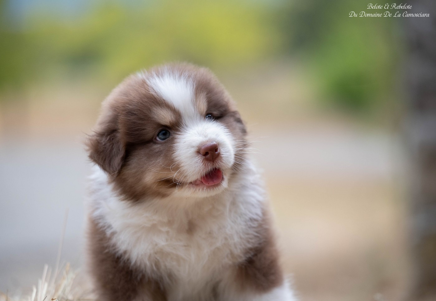 Du Domaine De La Camosciara - Chiots disponibles - Berger Australien