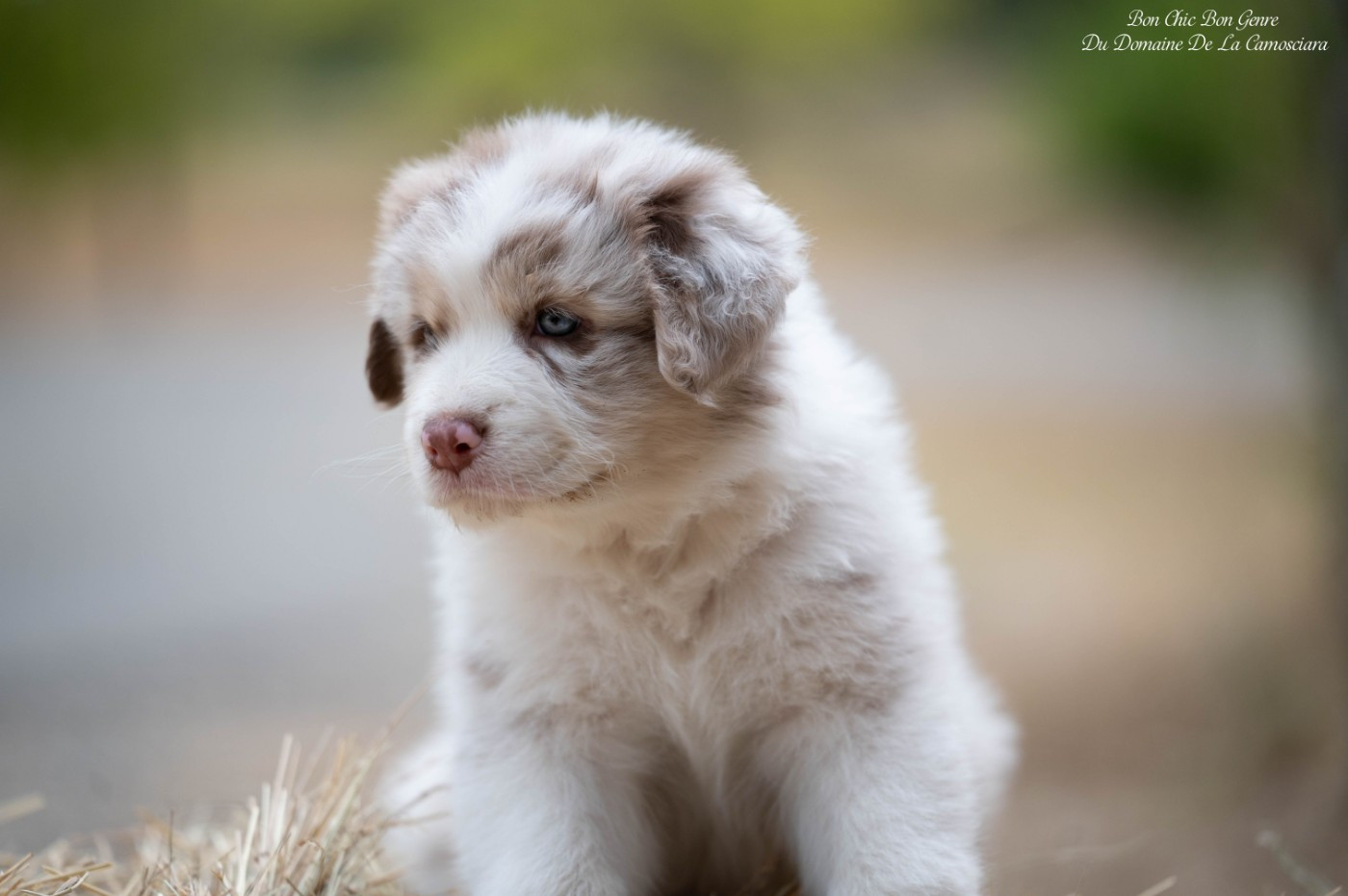 Du Domaine De La Camosciara - Chiots disponibles - Berger Australien