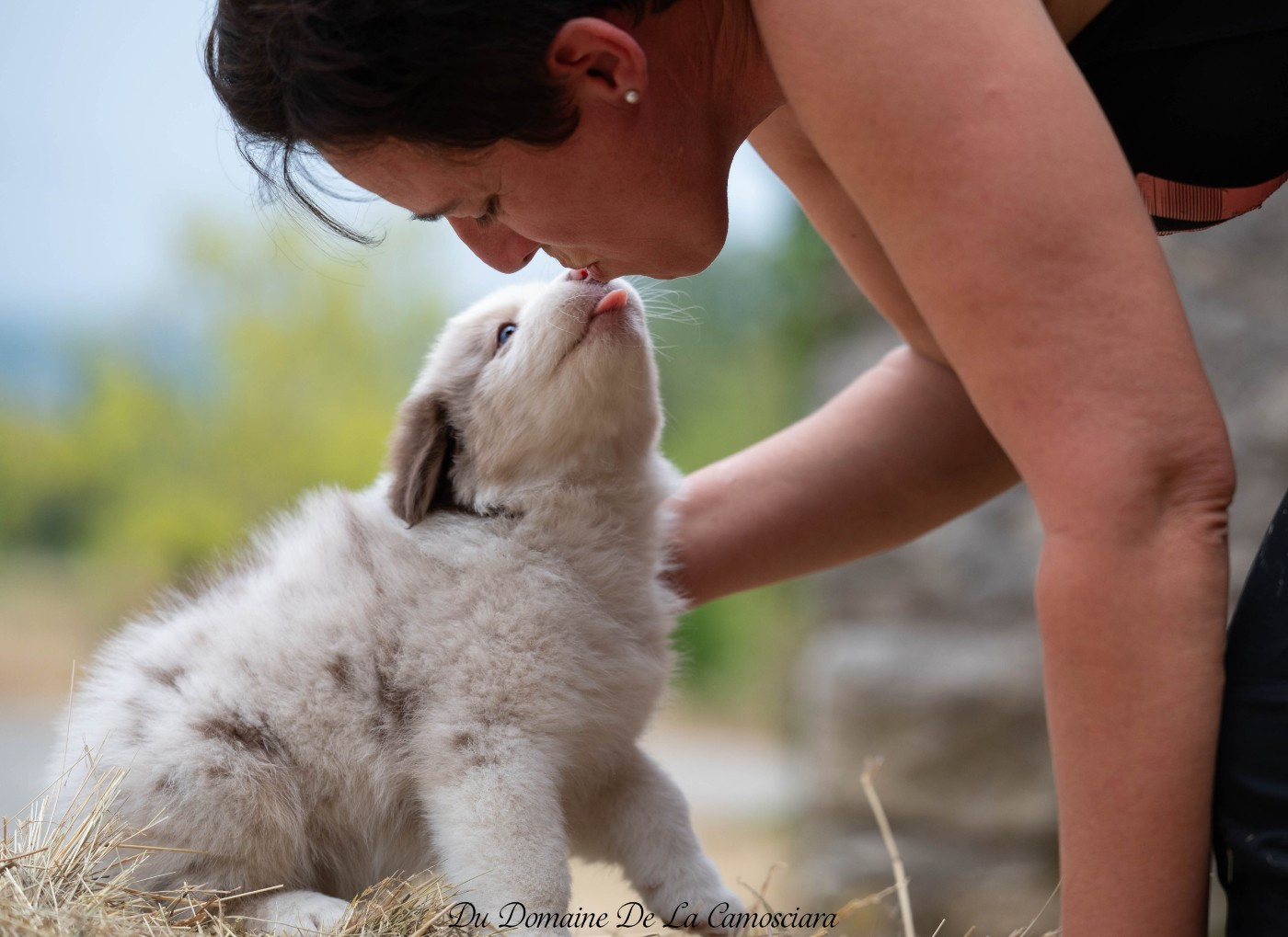 Chiot Berger Australien Du Domaine De La Camosciara